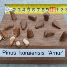 Pinus koraiensis `Amur`