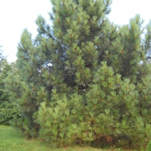 Pinus coulteri 