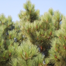 Pinus coulteri 