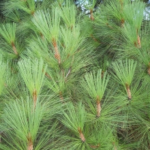 Pinus coulteri 