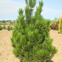 Pinus leucodermis