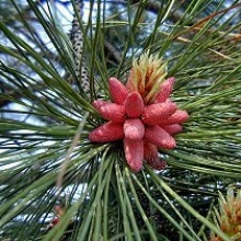 Pinus ponderosa 