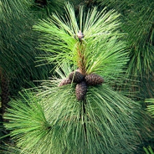 Pinus ponderosa 