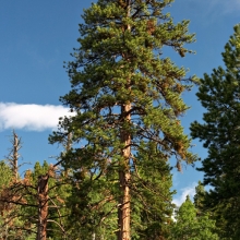 Pinus ponderosa 