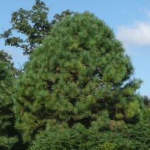 Pinus ponderosa 