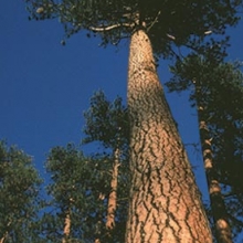 Pinus ponderosa 