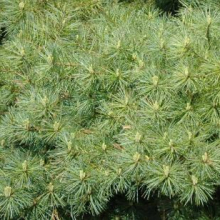 Pinus strobus `Blue Shag`