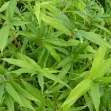 Pleioblastus distichus 6 db-os csomag!