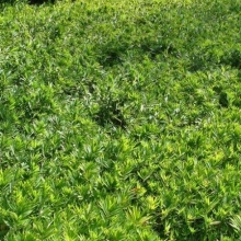 Pleioblastus distichus