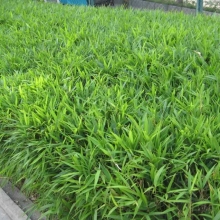 Pleioblastus pumilus 6 db-os talajtakaró csomag!