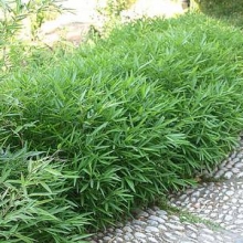 Pleioblastus pumilus 6 db-os talajtakaró csomag!