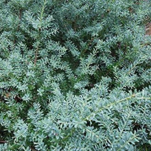 Podocarpus lawrencei `Blue Gem`