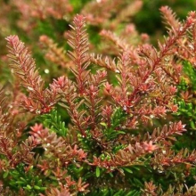 Podocarpus lawrencei `Red Tip`