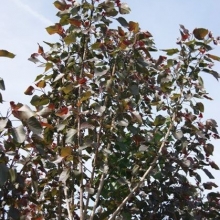 Populus deltoides `Purple Tower`