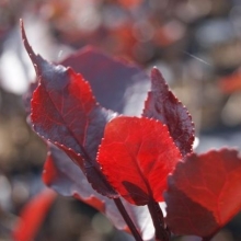 Populus deltoides `Purple Tower`