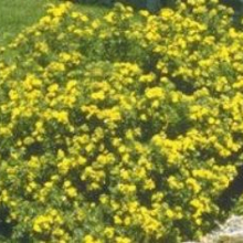 Potentilla fruticosa `Jackman`