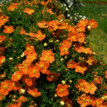 Potentilla fruticosa `Tangerine`