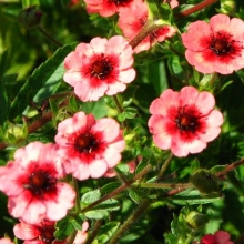 Potentilla nepalensis `Miss Willmott`