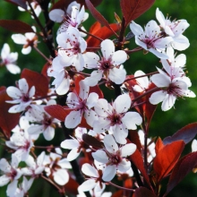 Prunus cerasifera `Hollywood`