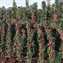 Prunus `Kolonovidnaya`