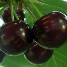 Prunus `Xenia`