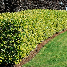 Prunus laurocerasus 10 DB-OS SÖVÉNYAKCIÓ!