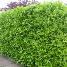 Prunus laurocerasus 10 DB-OS SÖVÉNYAKCIÓ!