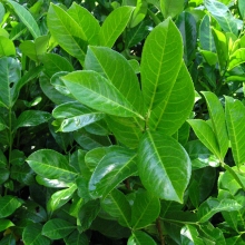 Prunus laurocerasus 10 DB-OS SÖVÉNYAKCIÓ!