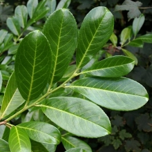 Prunus laurocerasus 10 DB-OS SÖVÉNYAKCIÓ!