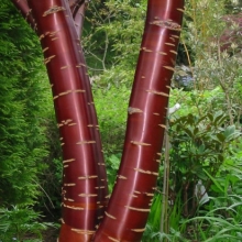 Prunus serrula