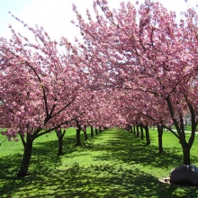 Prunus serrulata `Kanzan`