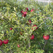 Punica granatum `Azari`