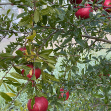 Punica granatum `Azari`