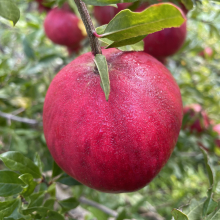 Punica granatum `Azari`