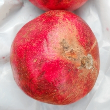 Punica granatum `Izraeli`