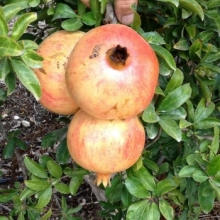 Punica granatum `Mollar de Elche`