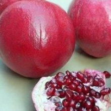 Punica granatum `Hicaz` (M)