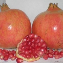 Punica granatum `Mollar de Elche`