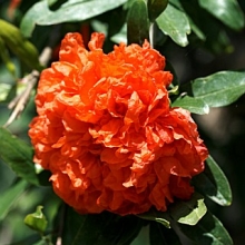 Punica granatum `Rubra Plena`