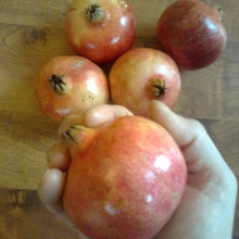 Punica granatum 