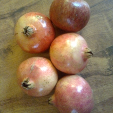 Punica granatum 