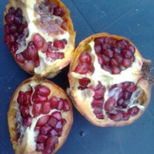Punica granatum 