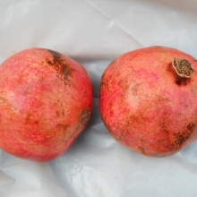 Punica granatum `Hicaz` (M)