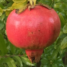 Punica granatum `Üzbég`