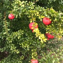Punica granatum `Üzbég`