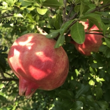 Punica granatum `Üzbég`