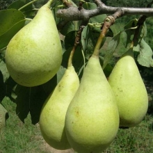 Pyrus communis `Spadona`