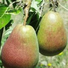Pyrus communis `Harrow Delight`