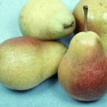 Pyrus communis `Harrow Delight`