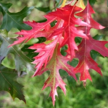 Quercus coccinea